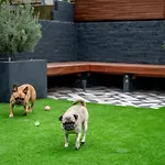 Doghouse Margate